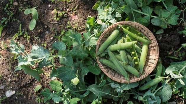 Field peas use symbiotic bacteria from soil micorbiome to extract nitrogen.-1