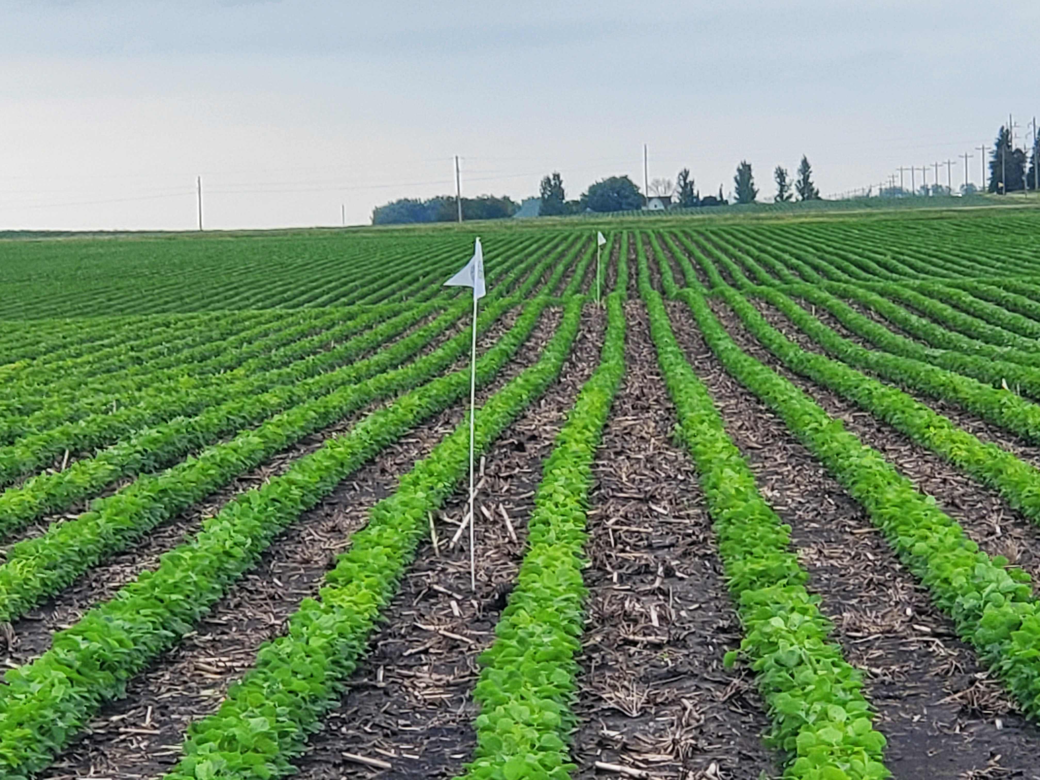 Soileos Soy straight a head and untreated to left.