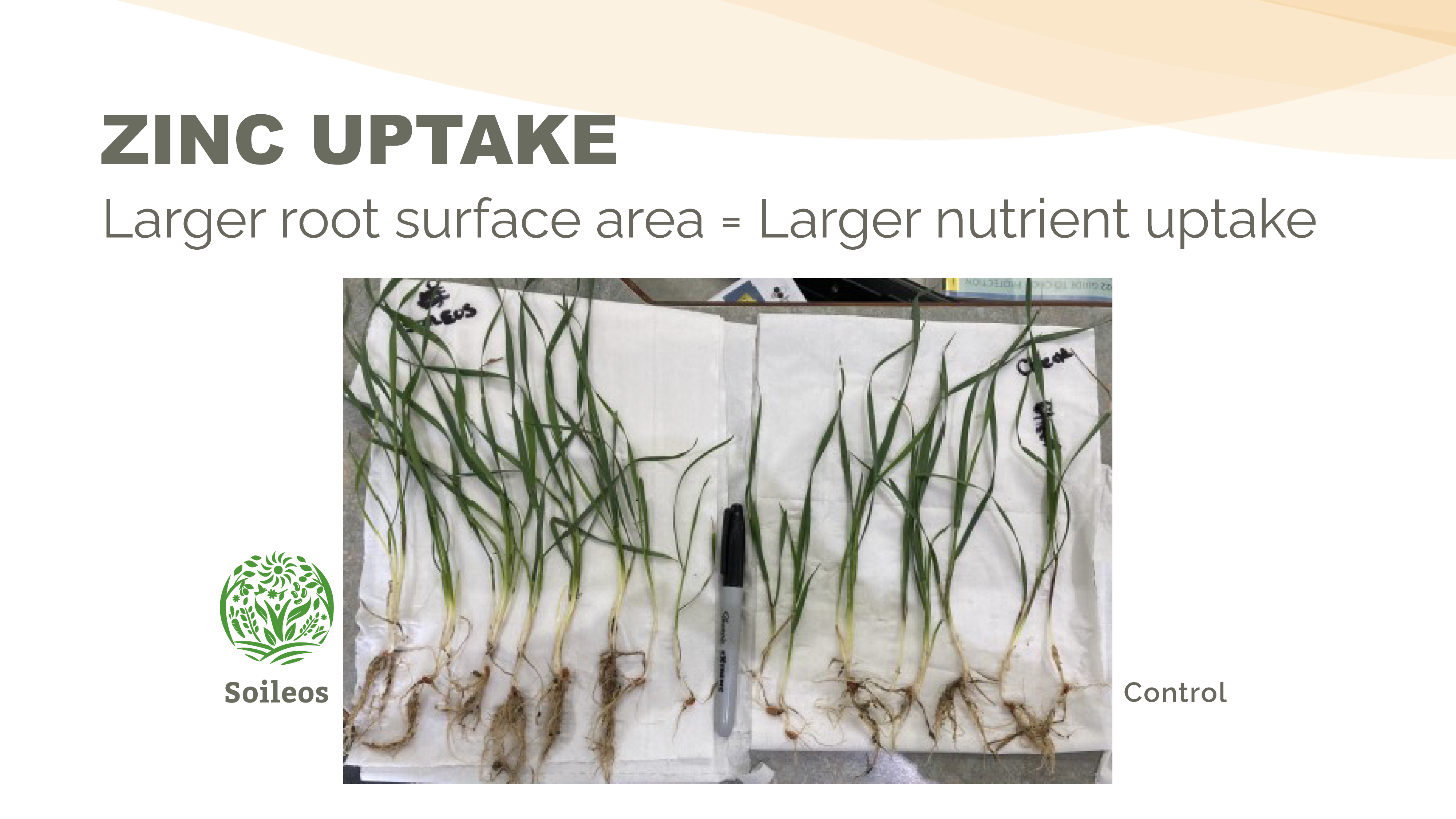 Zinc root uptake