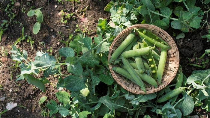 Field peas use symbiotic bacteria from the soil microbiome to fix nitrogen  